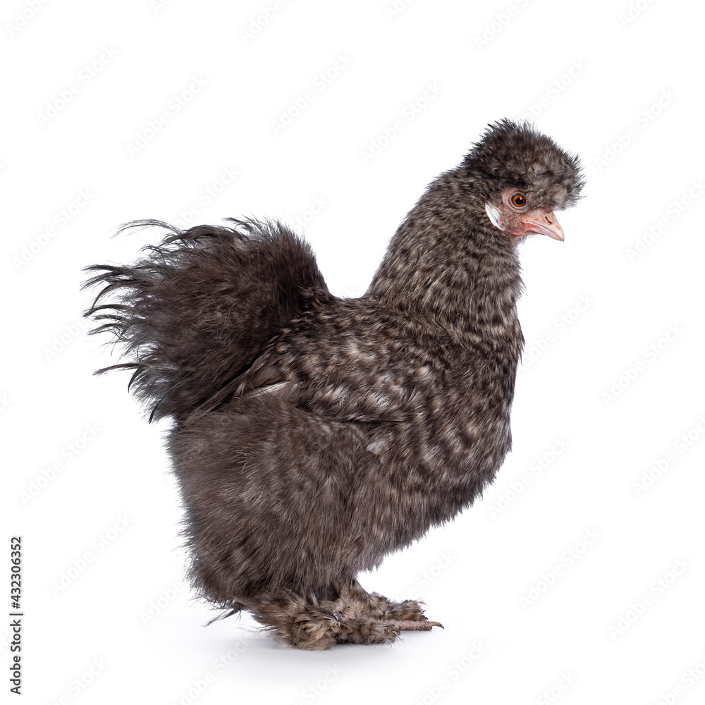 Fluffy cuckoo Silkie chicken, standing  side ways, looking straight ahead. Isolated on a white backg