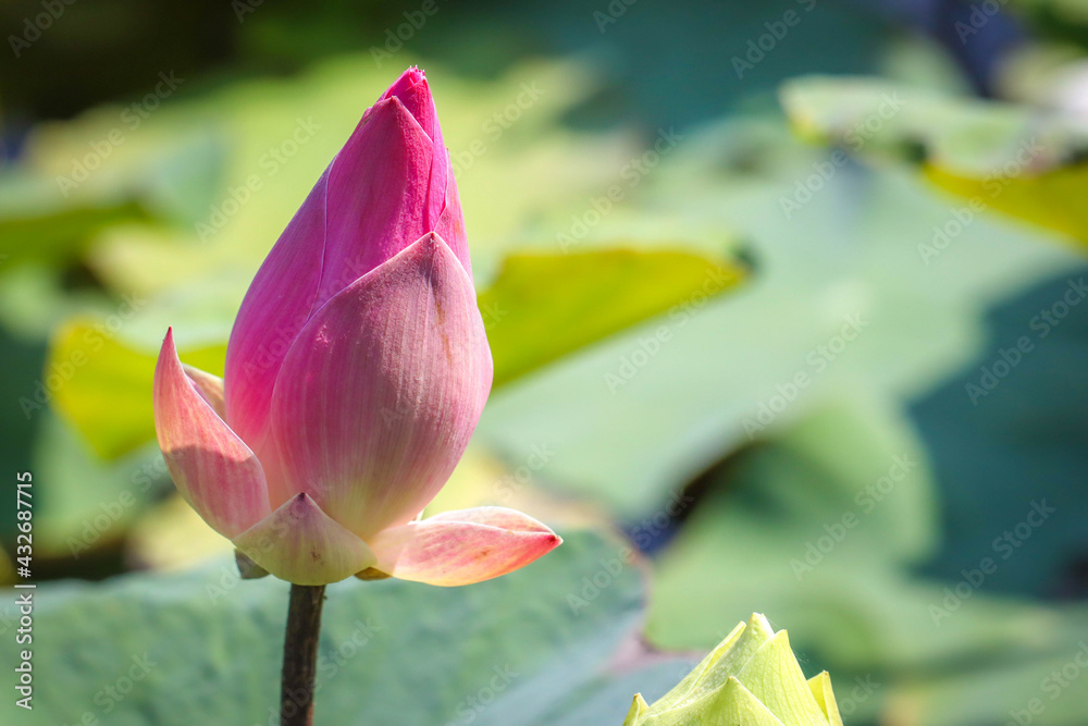 近距离观察池塘里的粉色莲花很美
