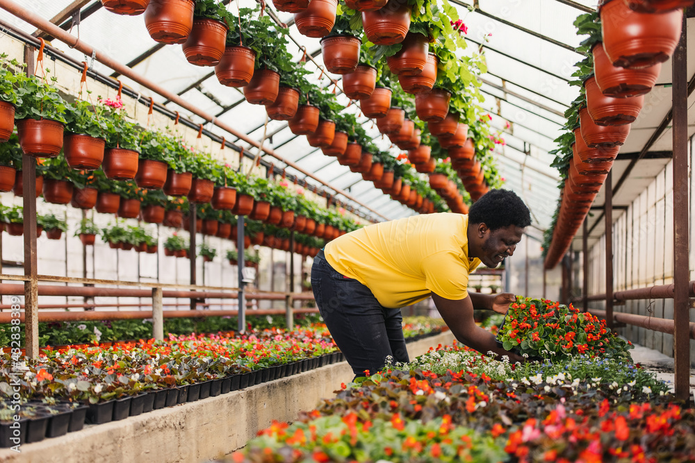 非裔美国人在温室里处理鲜花。
