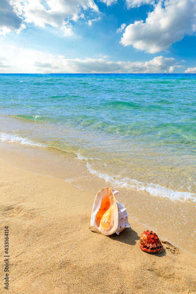 海滩沙滩上的海螺。夏日度假背景。旅行和海滩度假。