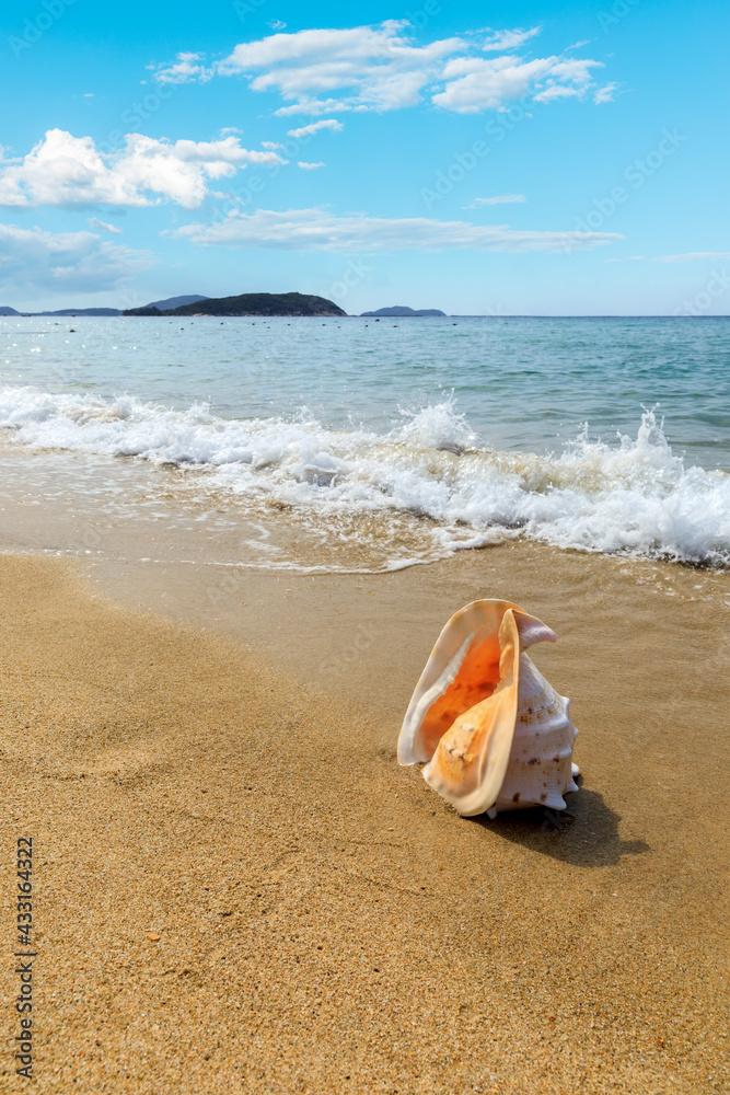 海滩沙滩上的海螺。避暑背景。旅行和海滩度假。
