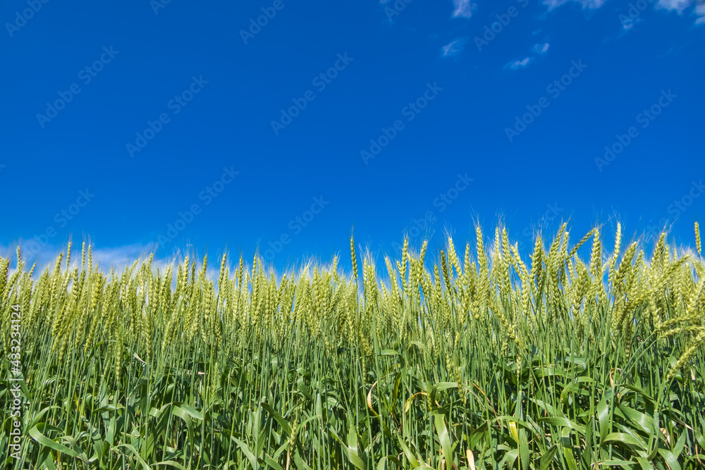 新緑が綺麗な瑞々しい麦