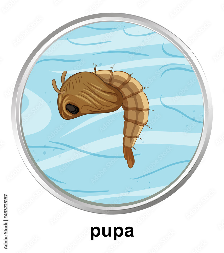 Top view of pupa mosquito on white background