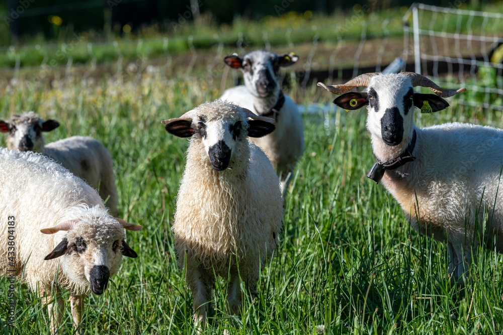 Moutons de race Hampshire dans un pré au printemps