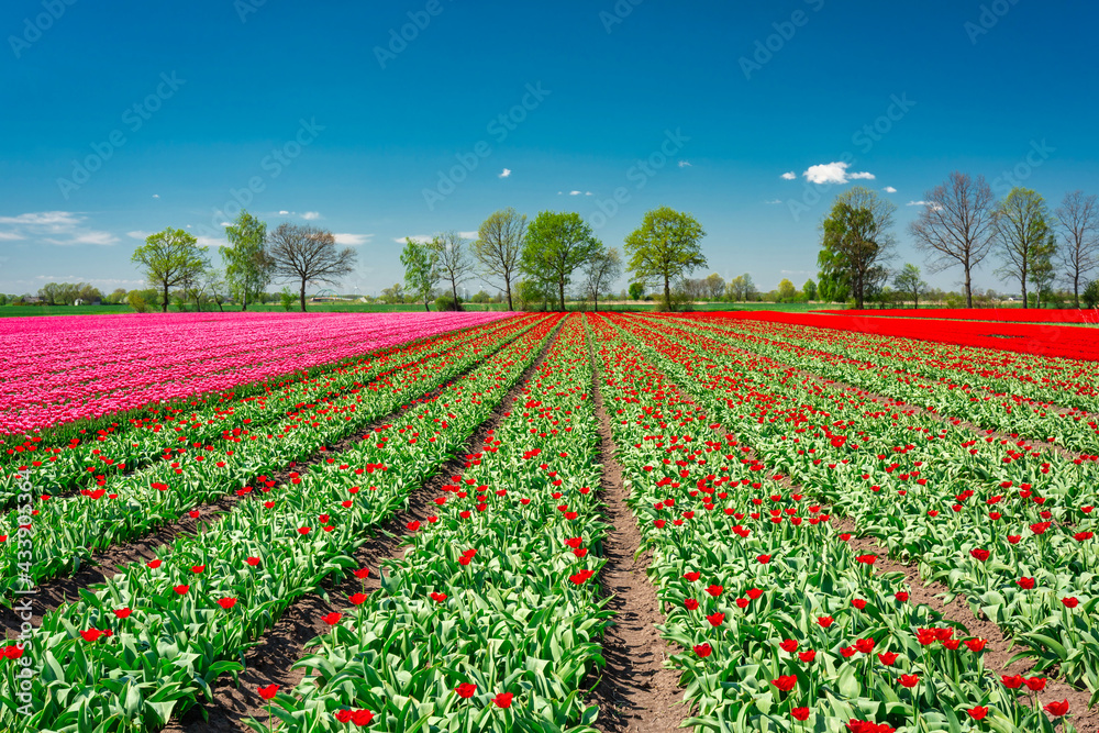 波兰北部美丽的红色郁金香盛开的田野