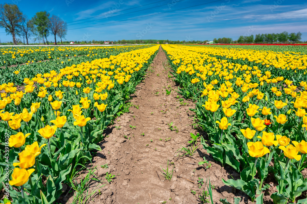 波兰北部美丽的黄色郁金香盛开的田野