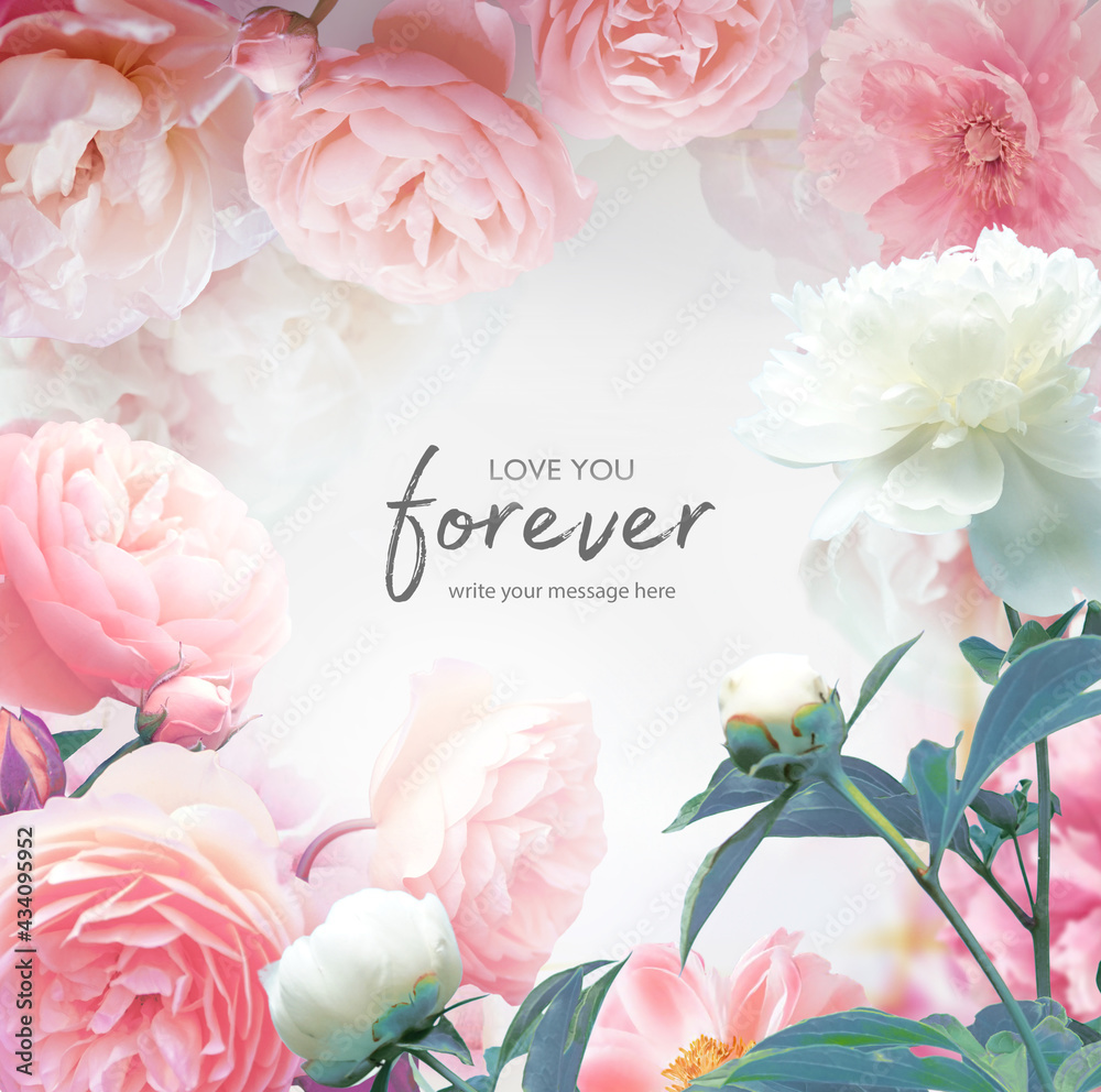 柔和的粉色玫瑰和白色牡丹的美丽花朵设计，色彩柔和。花朵框架
