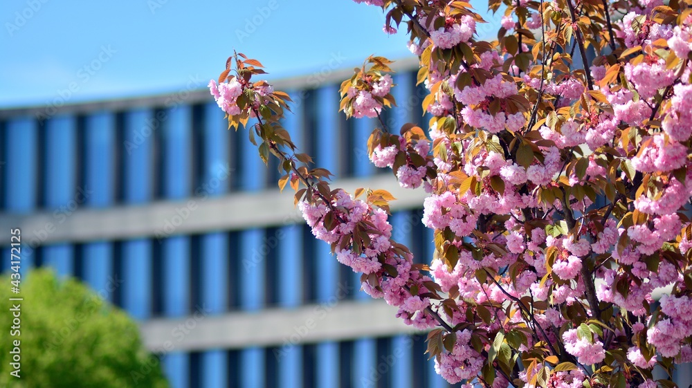 紫色树木的现代办公楼。现代玻璃外墙建筑旁边的彩色树。