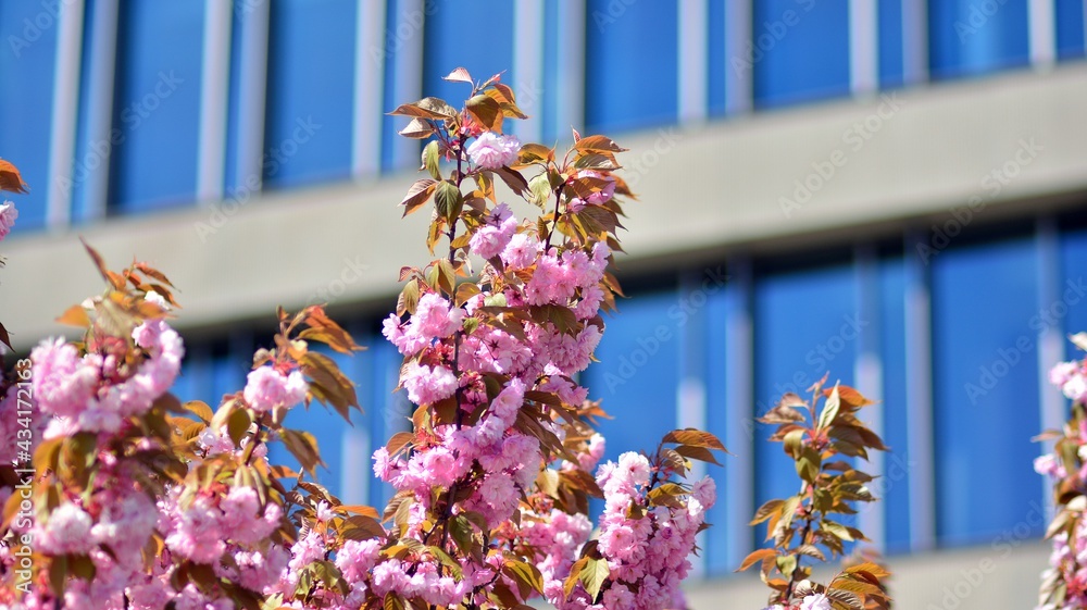 紫色树木的现代办公楼。现代玻璃外墙建筑旁边的彩色树。