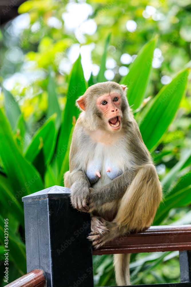 一只愤怒的猴子在公园里。