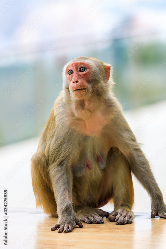 一只可爱猴子的特写肖像。
