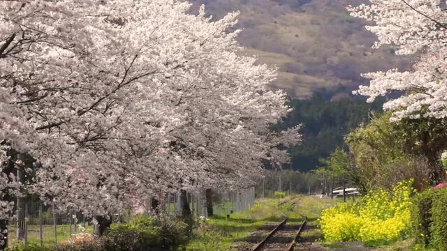 風にゆれる桜と無人駅　長陽駅	