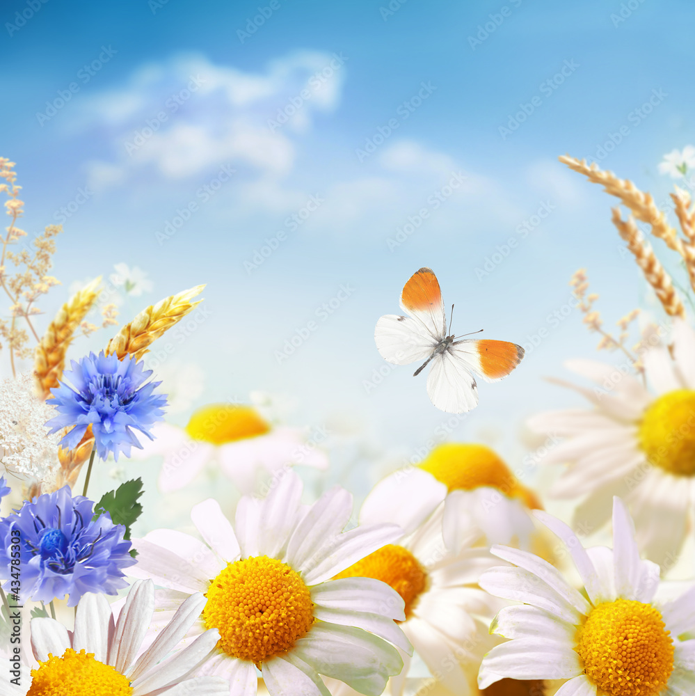 美丽的白色带黄色雏菊，蓝色矢车菊带蝴蝶在纳图的夏天飞舞