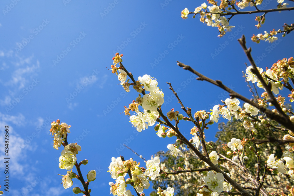 白梅花盛开，引来蜜蜂花蜜，蓝天。独特的冬季森林在
