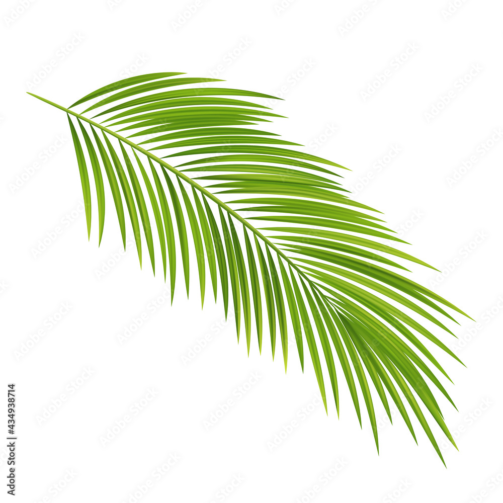 Palm leaves on white background, tropical tree branch.