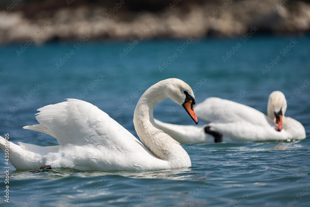 Swans in Hyde park lake