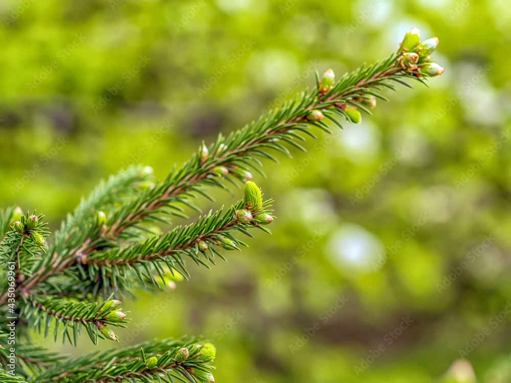Strobiluses of the fir tree. Close-up. Blurred background.