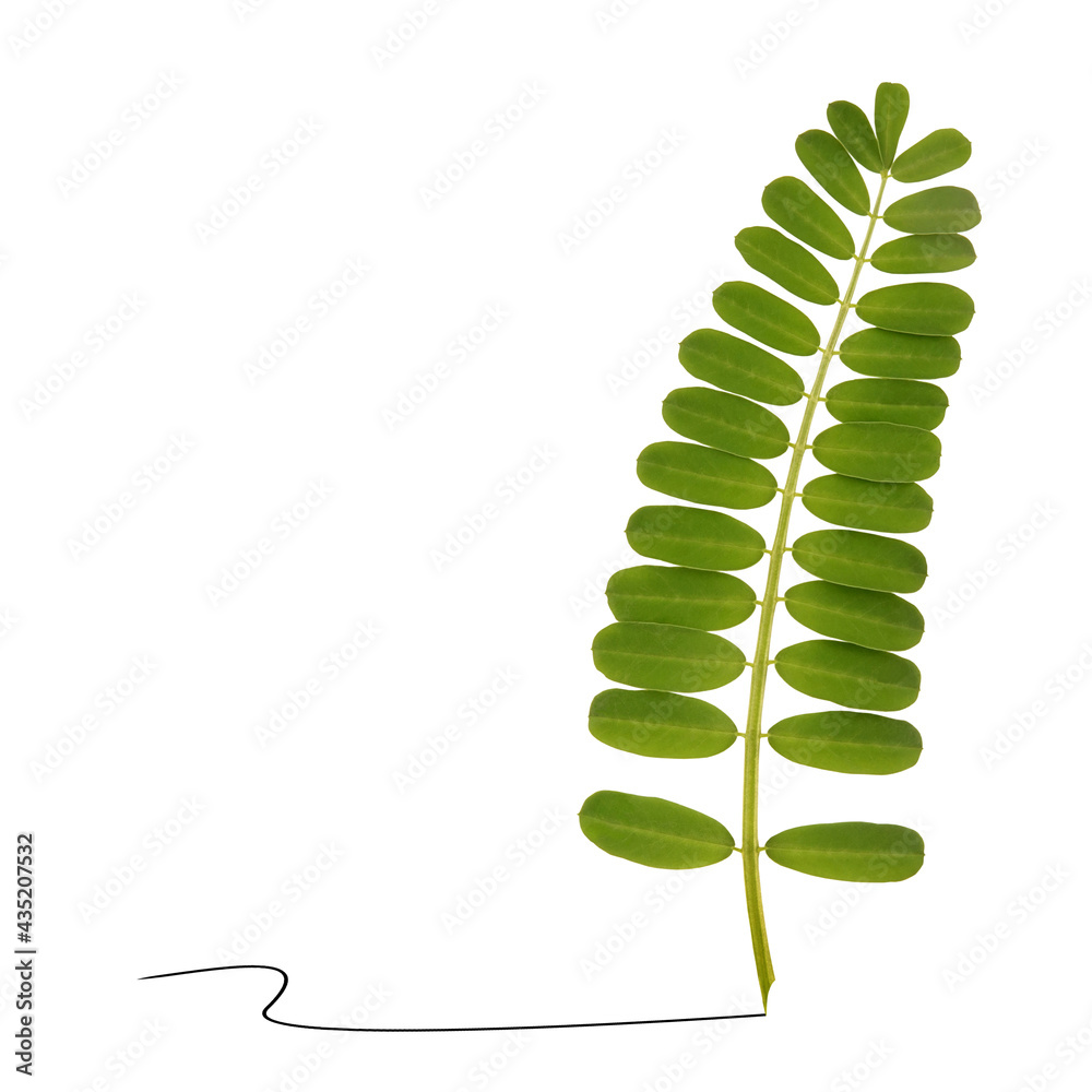 Beautiful plant leaves as writing pen feather minimal graphic art concept. Abstract picture on white