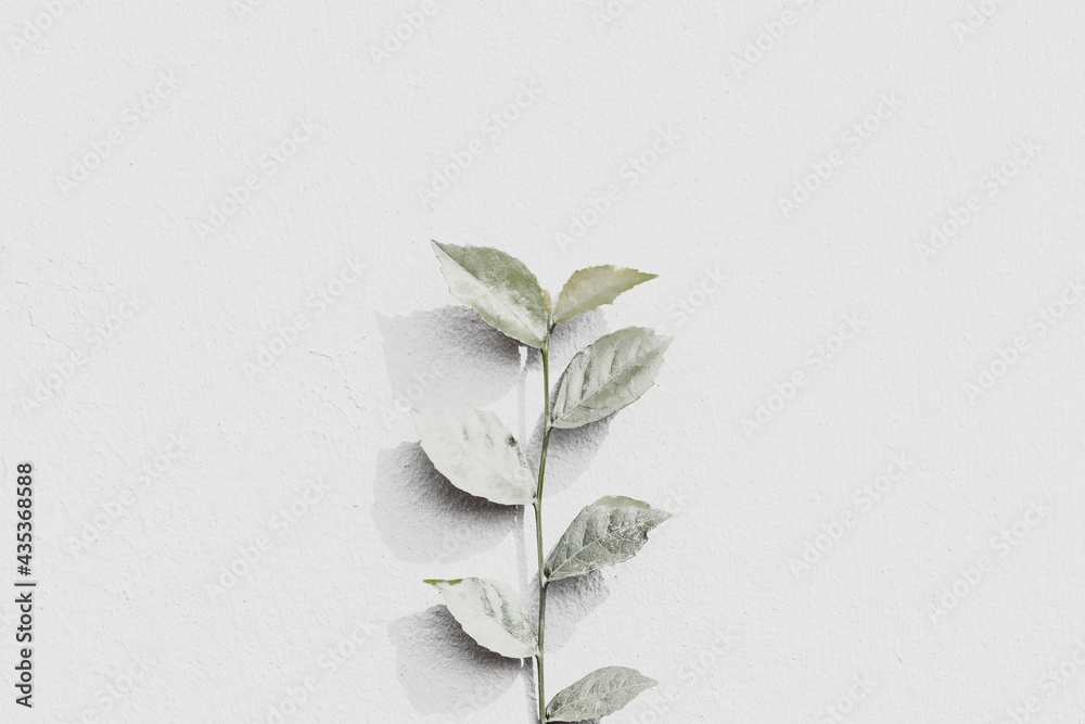 自然光背景下灰色砖墙上的白色植物枝条
