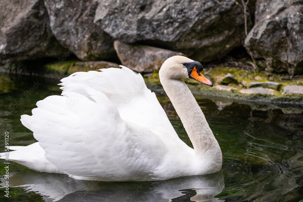 岩石背景下池塘上的白天鹅。一只美丽的白天鹅在水面上游泳的特写镜头