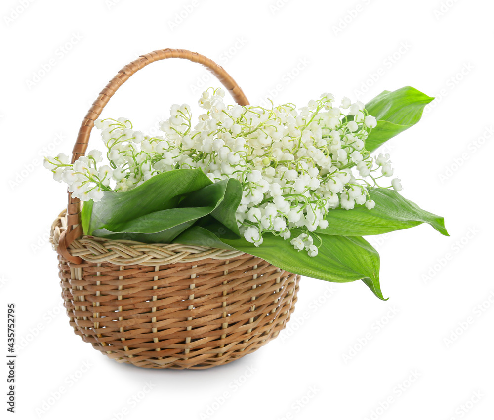 白色背景上有美丽的铃兰花的篮子