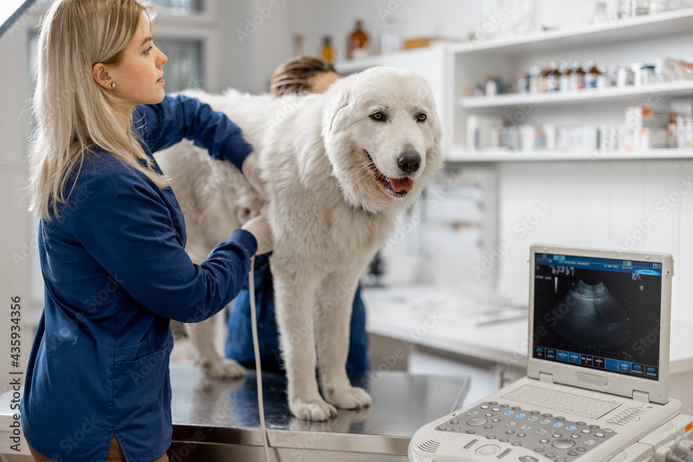 Female veterinarians examines the dog using ultrasound while patient standing at examination table a