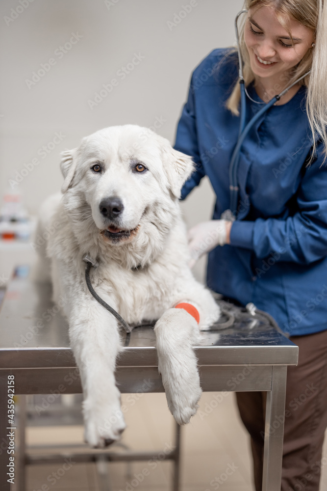 兽医用听诊器检查时，一只大白狗躺在检查台上的画像