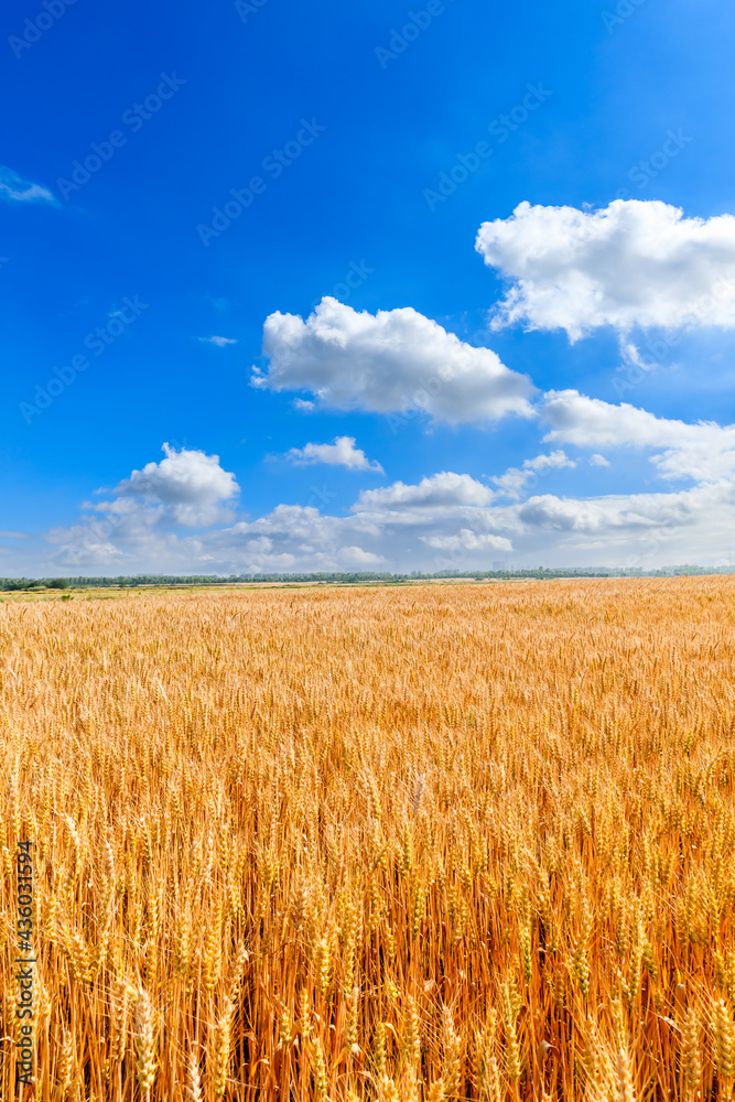 蓝天下农田里成熟的小麦。