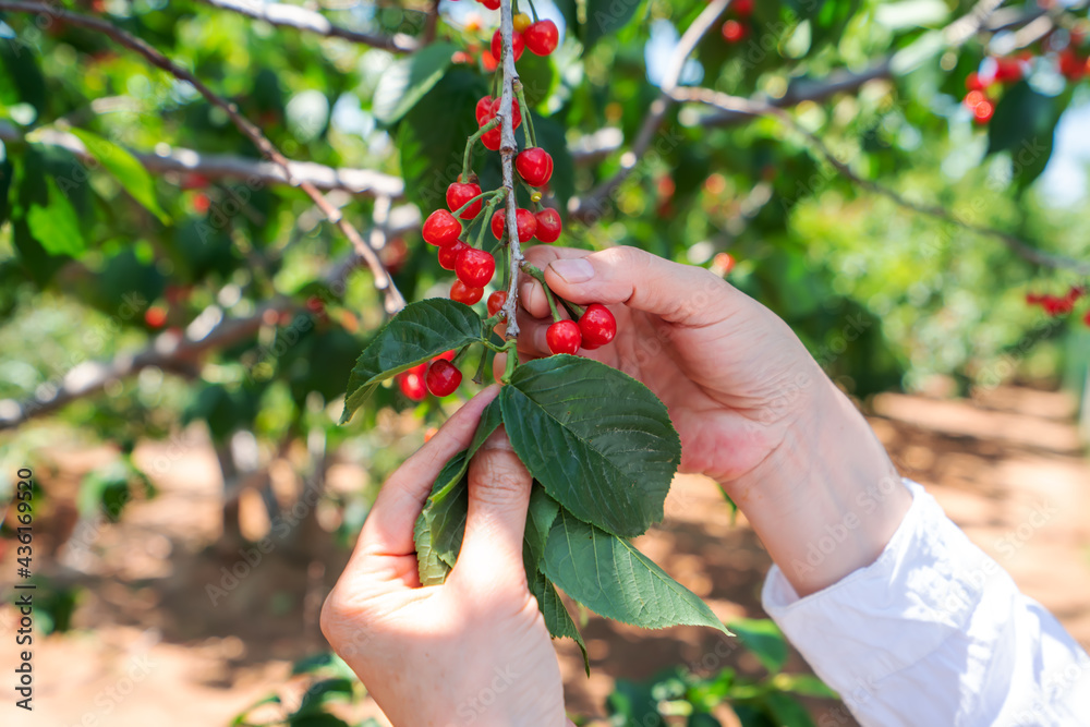 Picking fresh cherry in outdoor orchard
