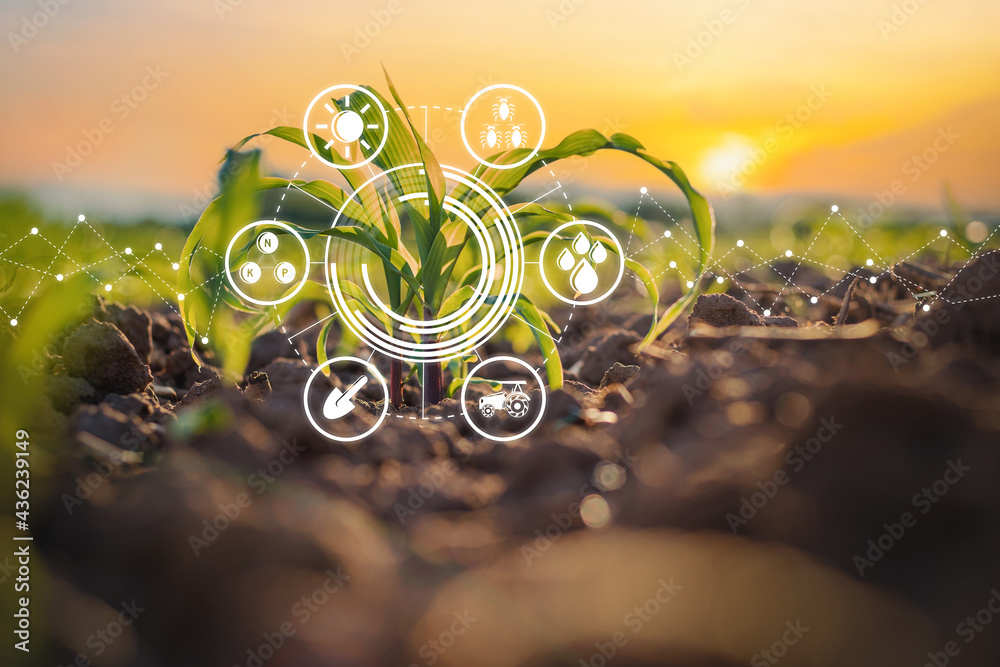 用图形概念现代农业技术培育农田中的玉米幼苗