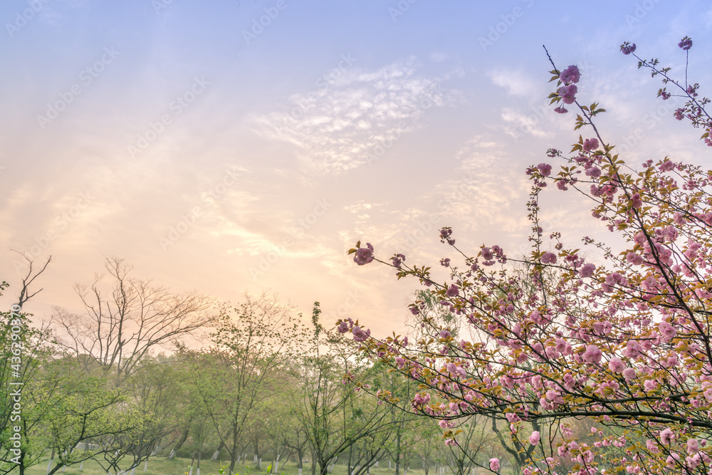 中国南京明孝陵风景区，樱花在春天盛开。