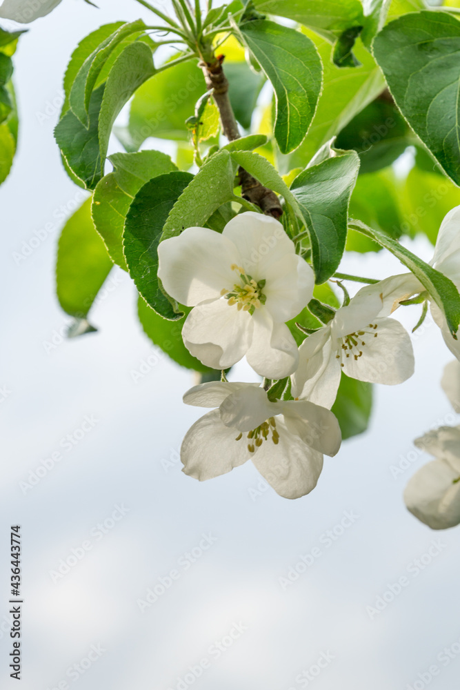 一棵梨树在春天开花的特写。