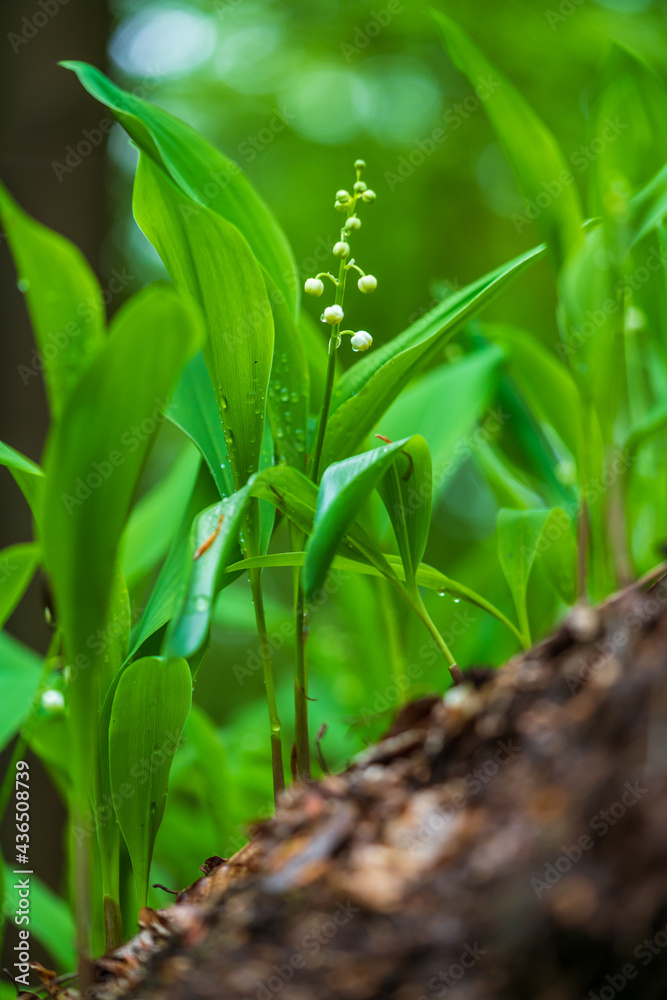 Close-up of Lilies of the Valley