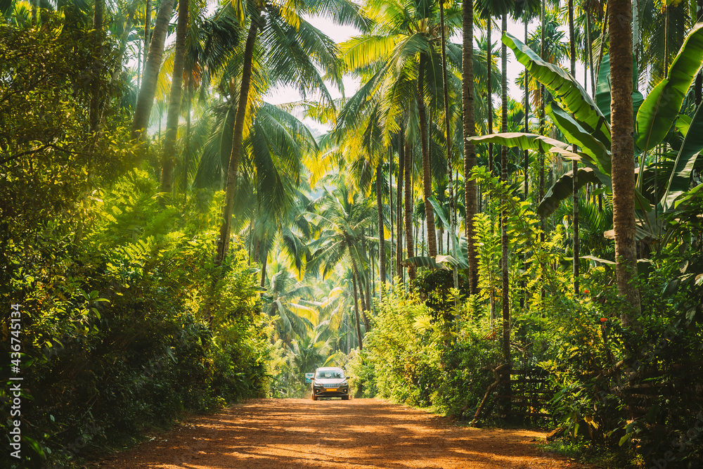 印度果阿。阳光明媚的日子里，汽车在棕榈树环绕的路上行驶