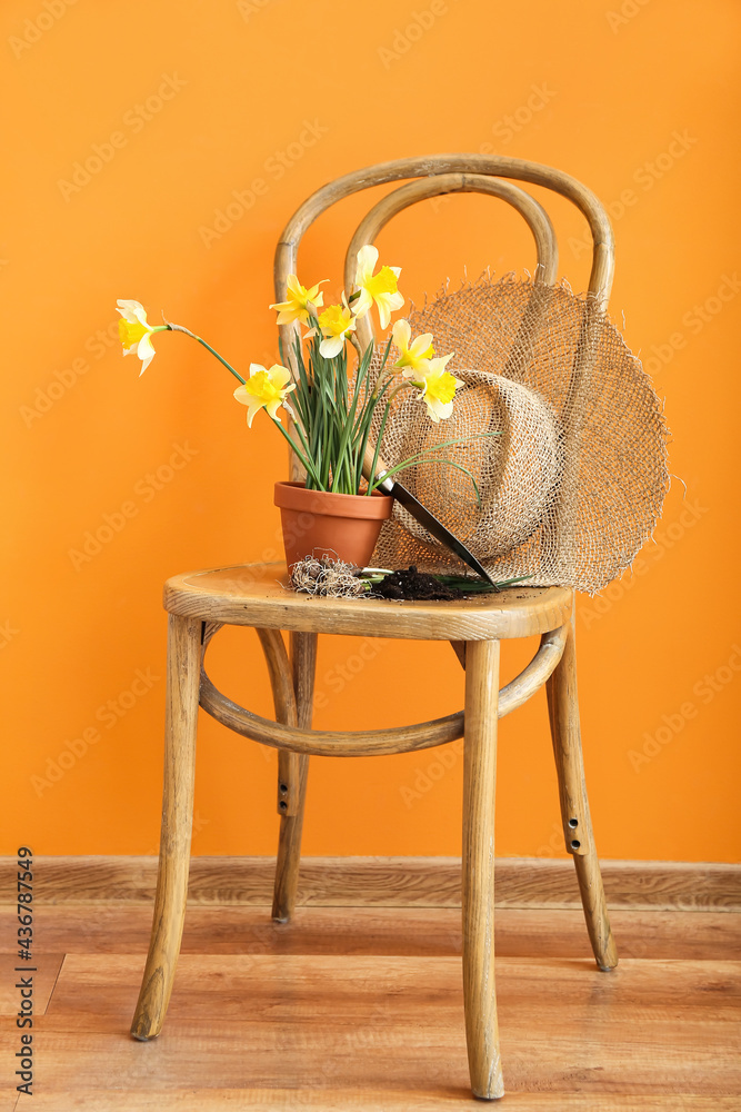 Gardening tools with narcissus plant on chair near color wall