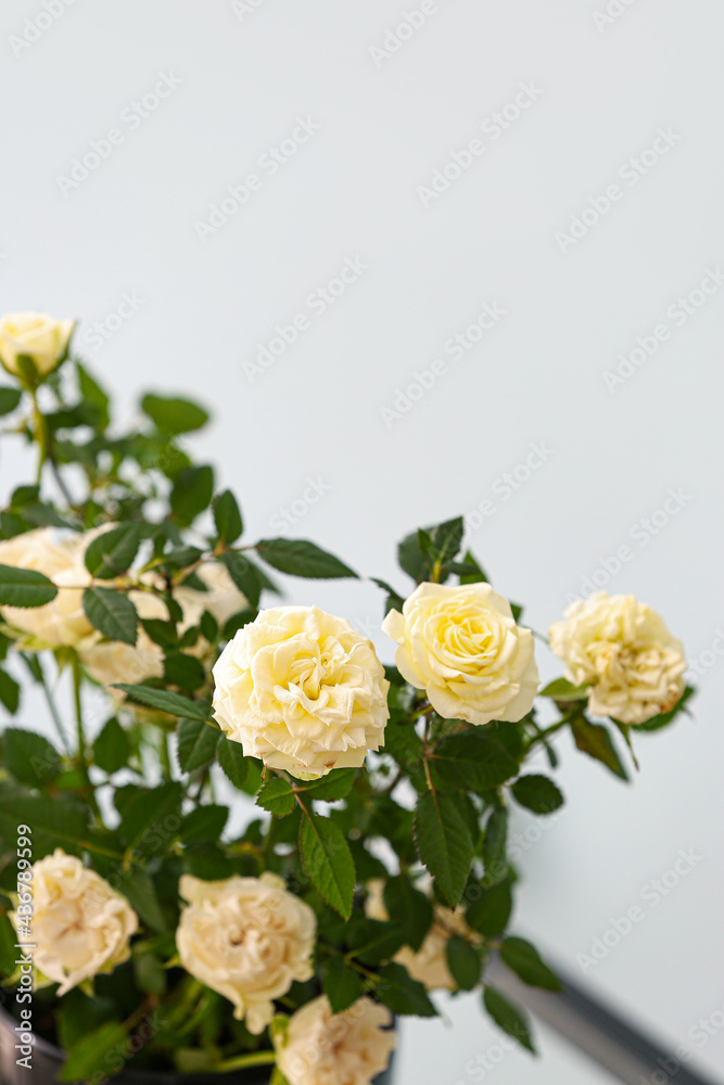 美丽的白玫瑰在花盆中的彩色背景，特写
