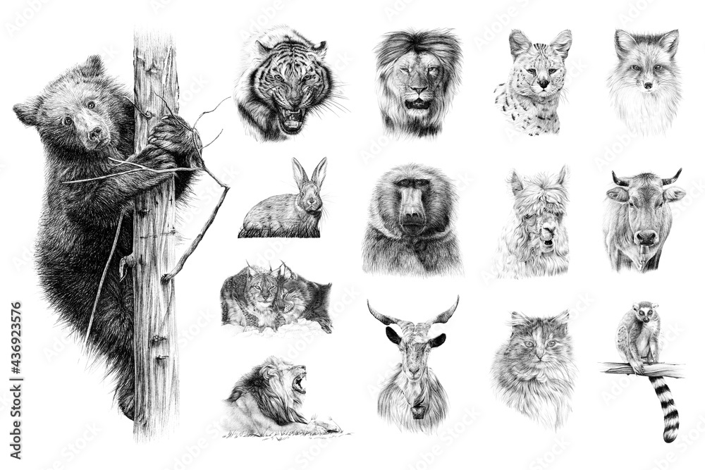 手绘14只动物，白色背景单色示意图