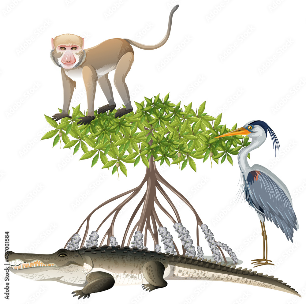 红树上的猴子和白底卡通风格的大蓝鹭