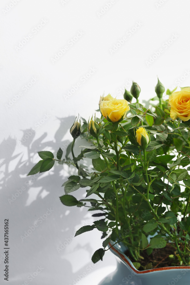 美丽的黄玫瑰在白底的花盆里