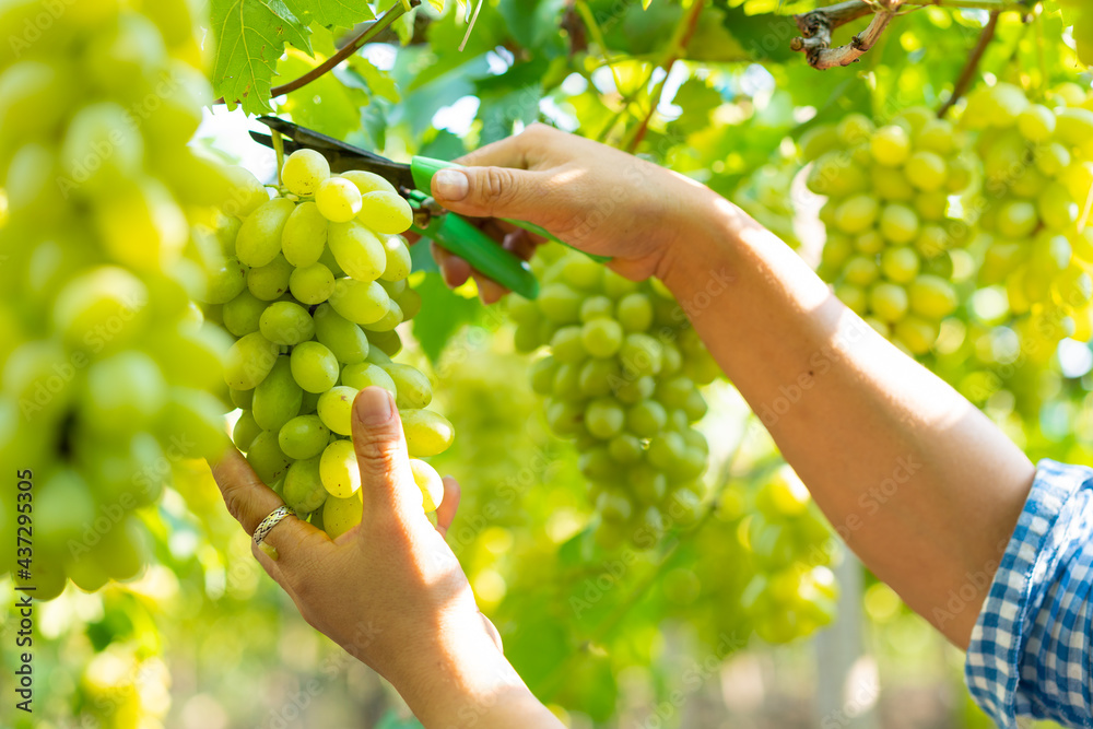 亚洲农民收割有机新鲜成熟的绿色葡萄，检查葡萄园的质量。