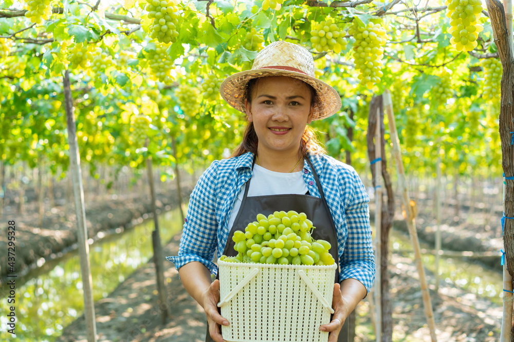 亚洲女农民在葡萄园摘下成熟的绿色葡萄篮微笑