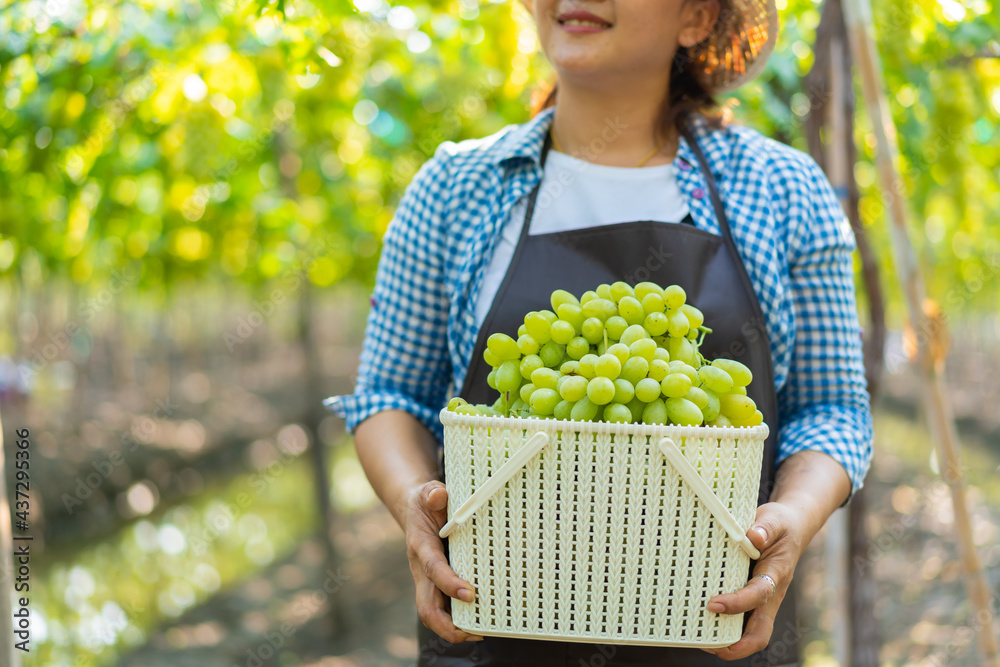 亚洲女农民在葡萄园摘下成熟的绿色葡萄篮微笑