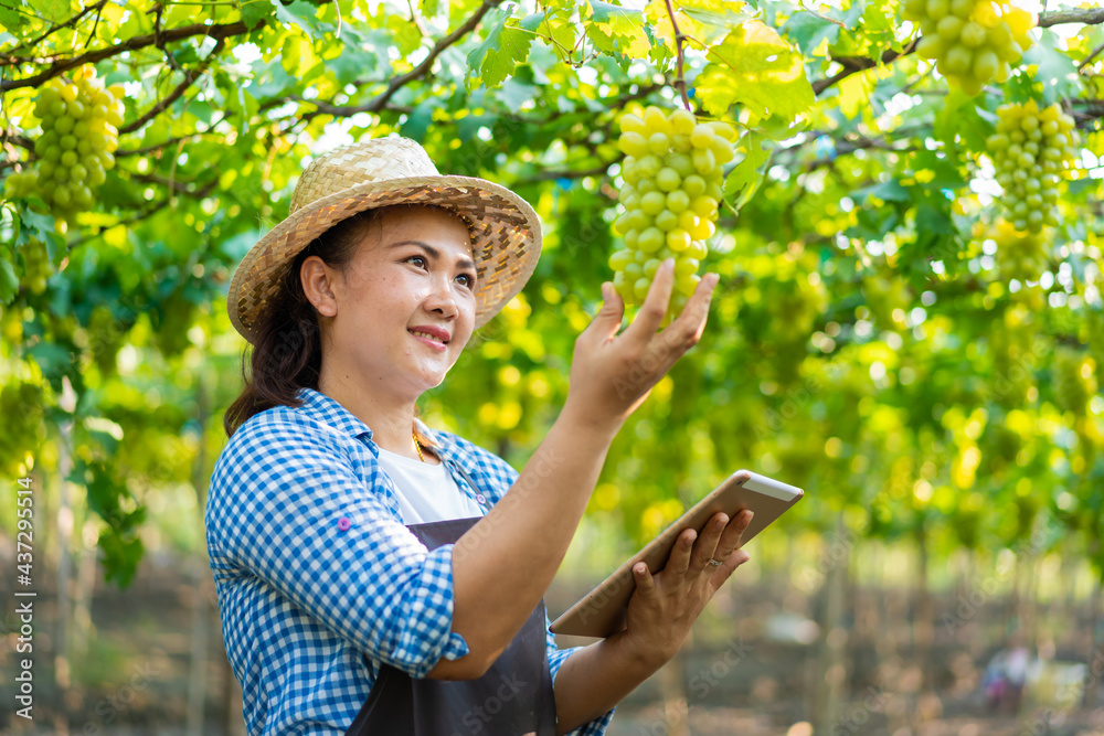 亚洲农民使用数字平板电脑收集数据并监测有机葡萄酒中的新鲜绿葡萄