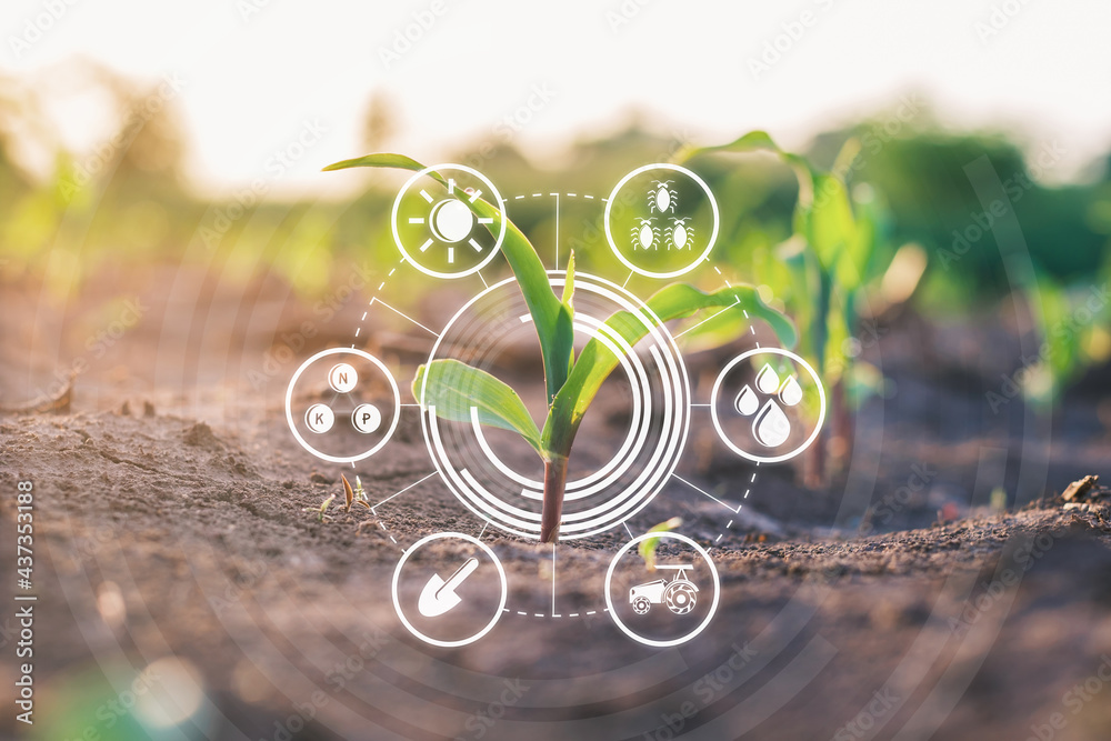 用图形概念现代农业技术在耕地中培育玉米幼苗