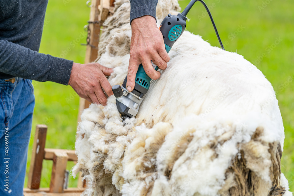 男人用仪器剪羊毛。农民用羊毛干活。