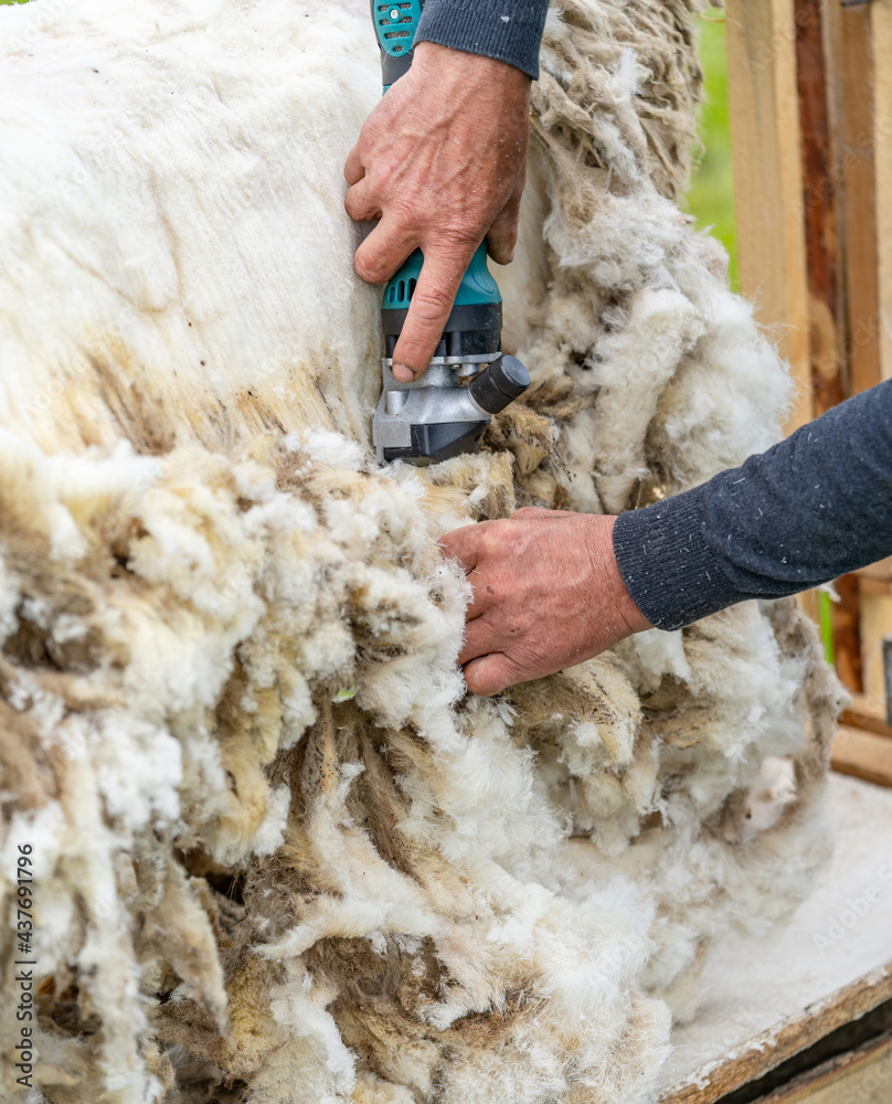 Farmer working with sheep wool. Man shearing a sheep with instrument.