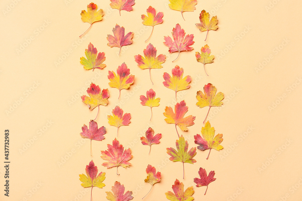 彩色背景下美丽的秋叶