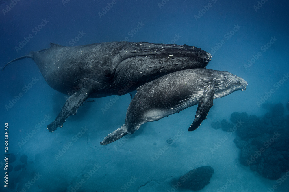 带幼崽的雌性座头鲸