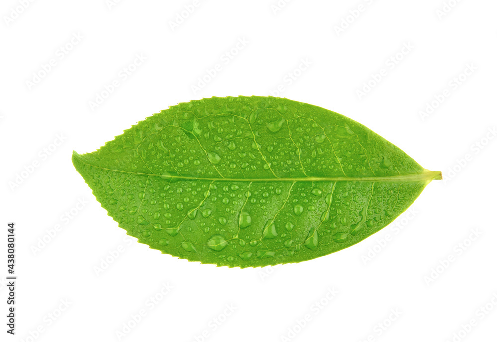 白底分离水滴的绿茶叶顶视图