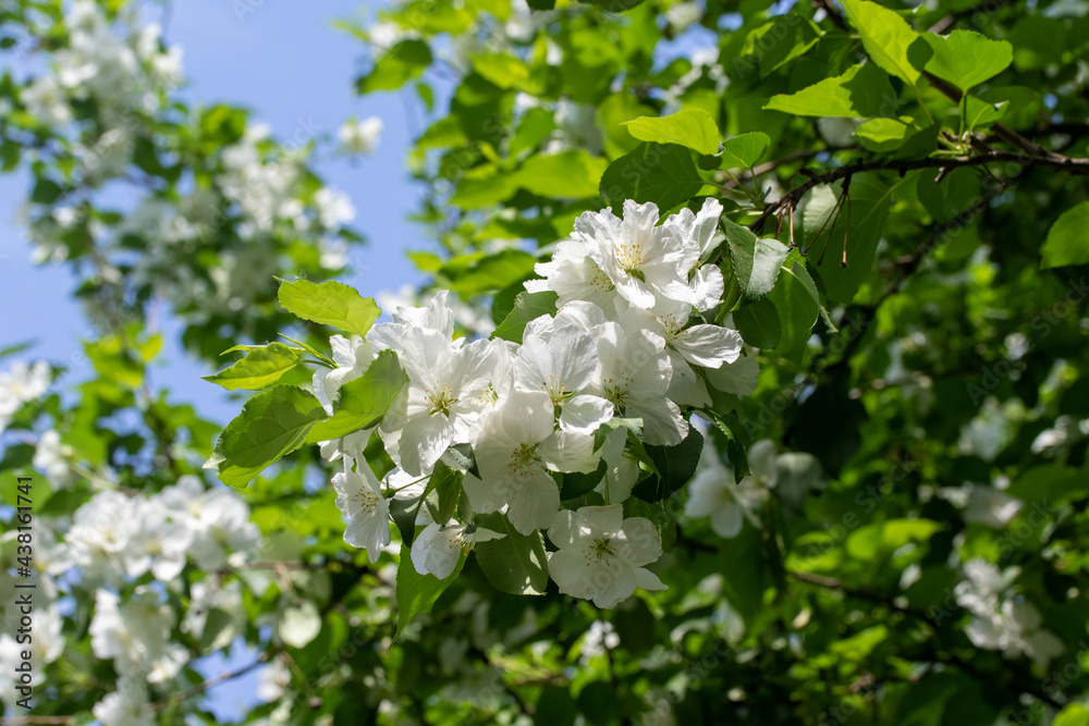 春天的白花苹果树特写